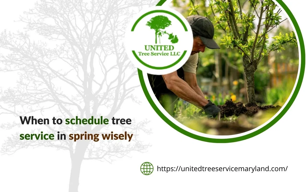 Backyard trees in early growth during the best month for tree service