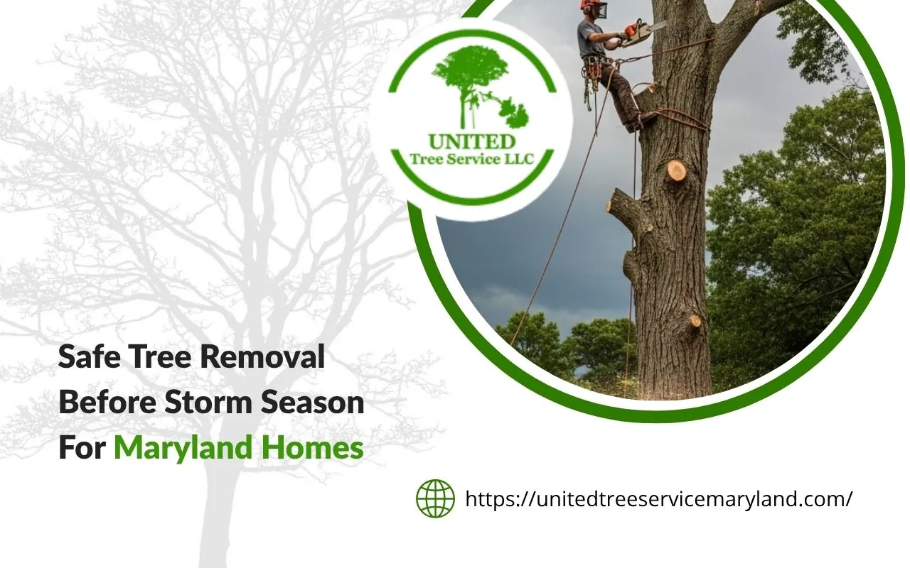 Tree removal before storm season to protect a Maryland yard