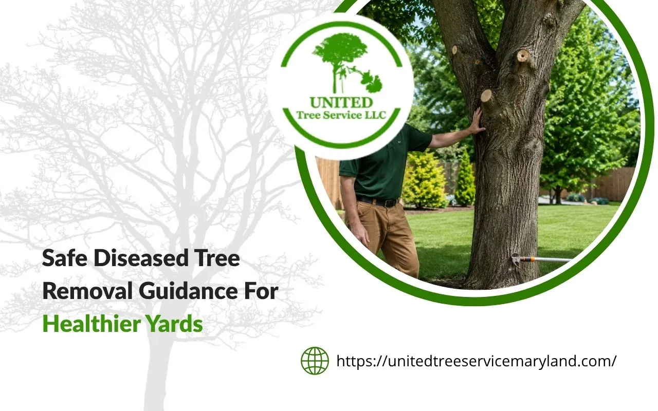 Diseased tree removal inspection for a sick backyard tree