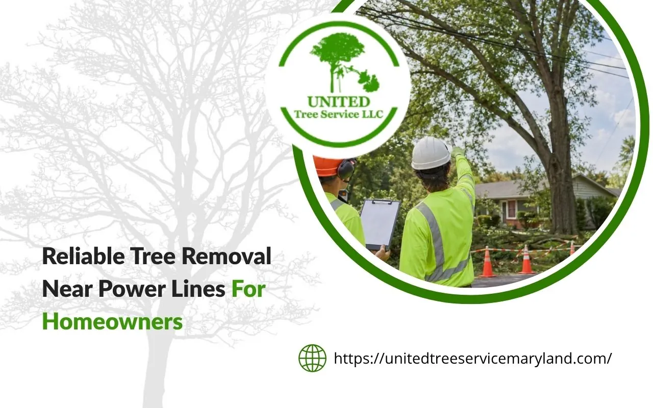 Crew handling tree removal near power lines safely
