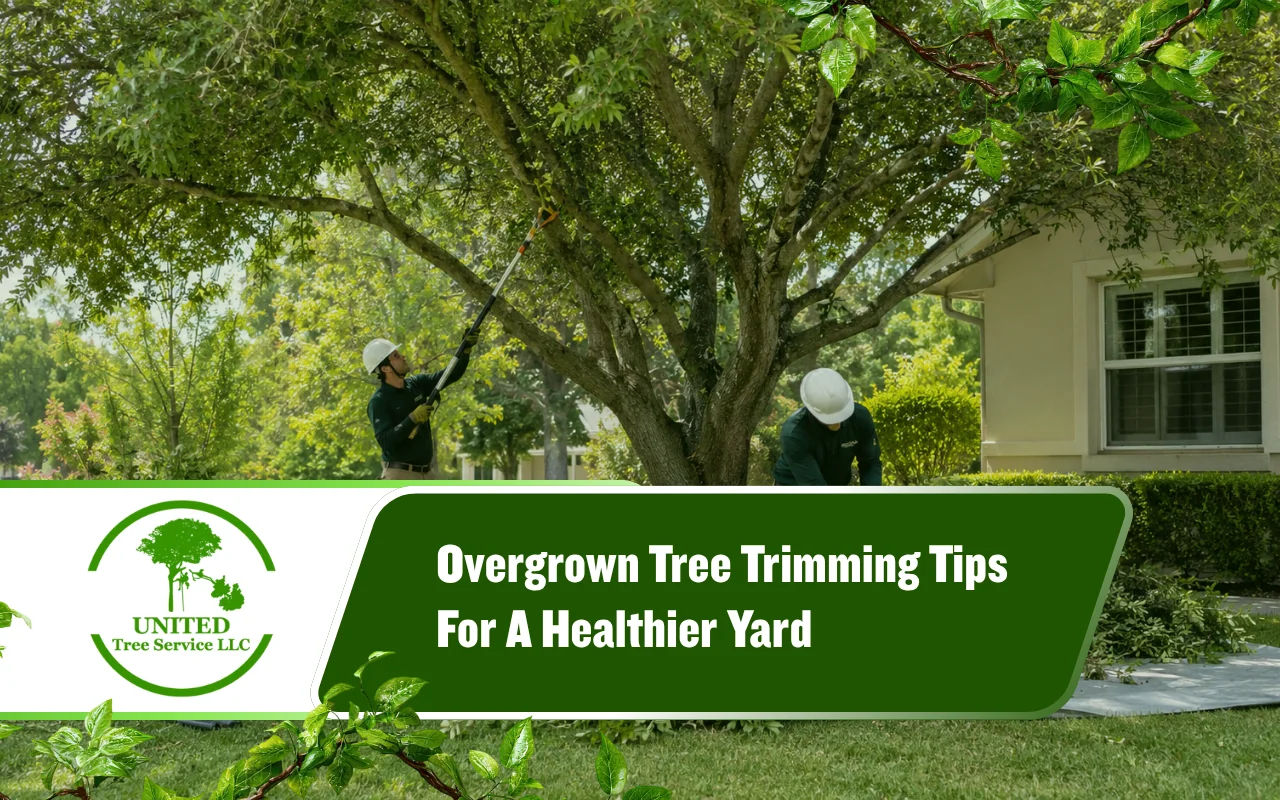 Overgrown tree trimming for a safer and cleaner yard