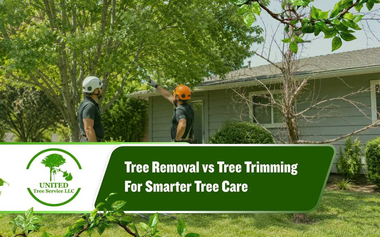 Tree removal vs tree trimming guide for a safer yard